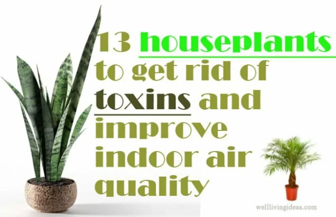 Asthma and Indoor Plants: Which Ones Can Help Improve Air Quality?