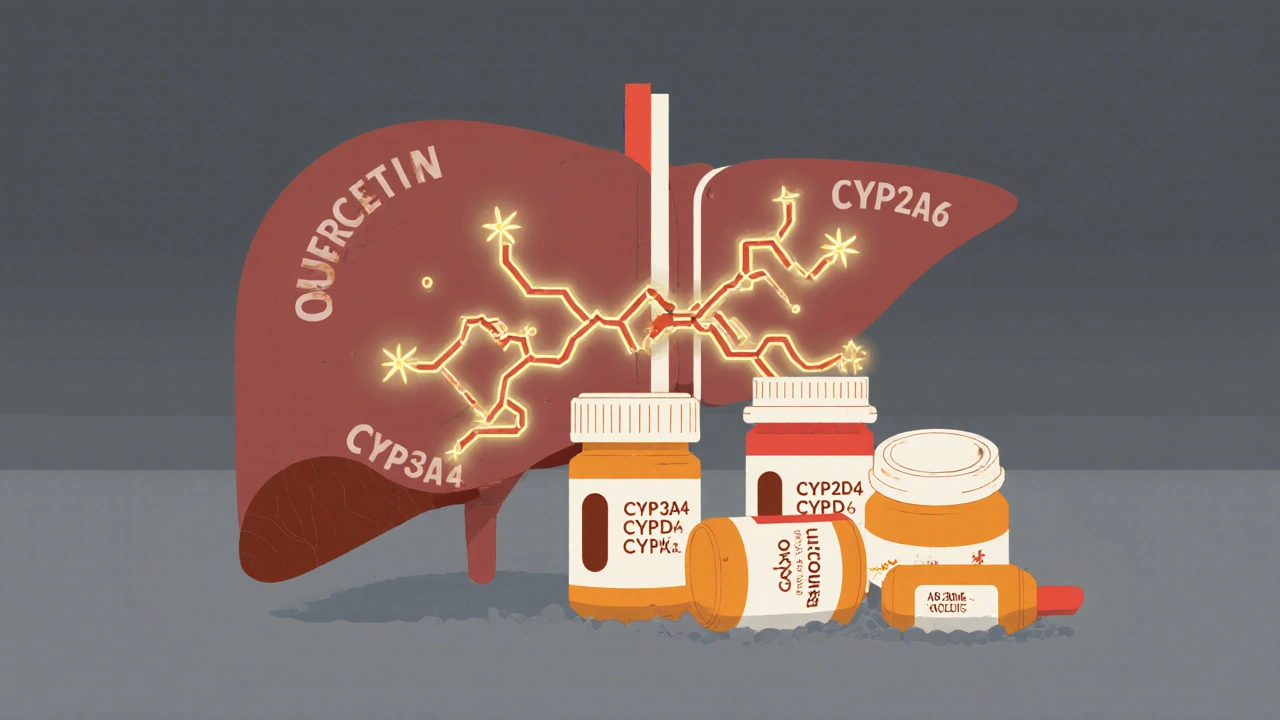 Quercetin and Medications: How Supplement Use Can Raise Drug Levels and Cause Dangerous Interactions